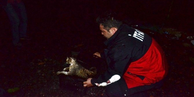 Kedi kurtarma operasyonu