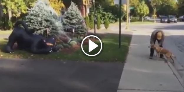 Kedi maketi gören köpeğin tepkisi!