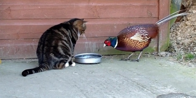 Kedi mamasına dadanan sülün kamerada