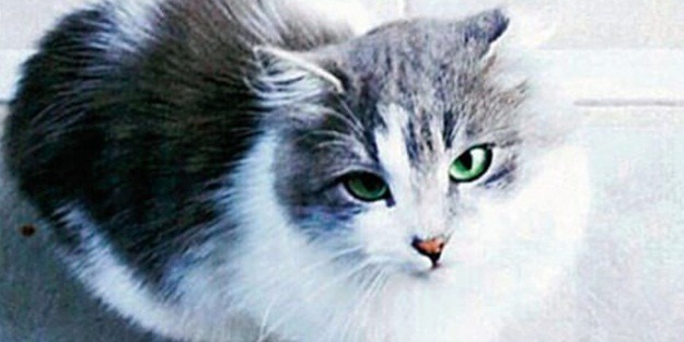 ‘Kedi Osman’ boşanma protokolüne girdi