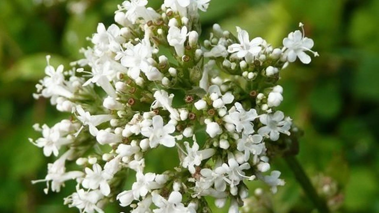  Kedi otunun faydasına herkes şaşırdı: O dünyanın 1 numarası! Duyanlar şaştı kaldı