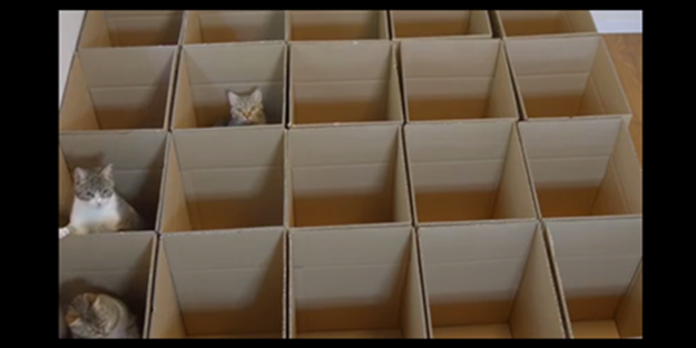 Kedi oyuncağı - VIDEO