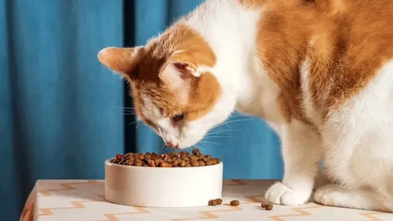 Kedi sahipleri dikkat: O kedi maması yasaklandı!