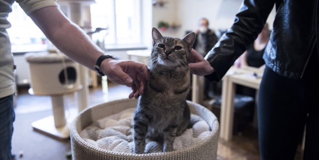 Kedi sevenlere özel kafe açıldı