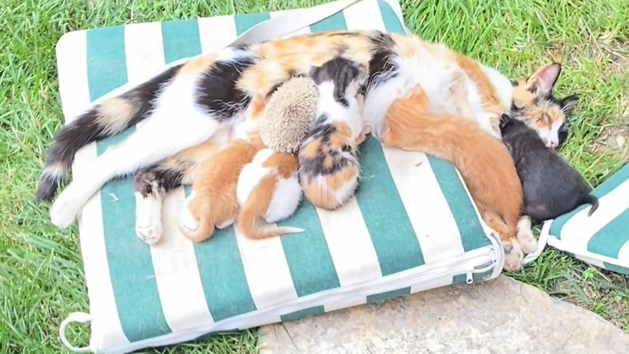 Kedi ve kirpilerin ‘süt kardeşliği’ yürekleri ısıttı