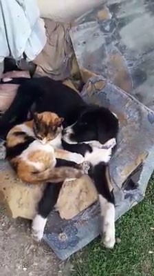 Kedi ve köpeğin dostluğu görenleri şaşırttı 