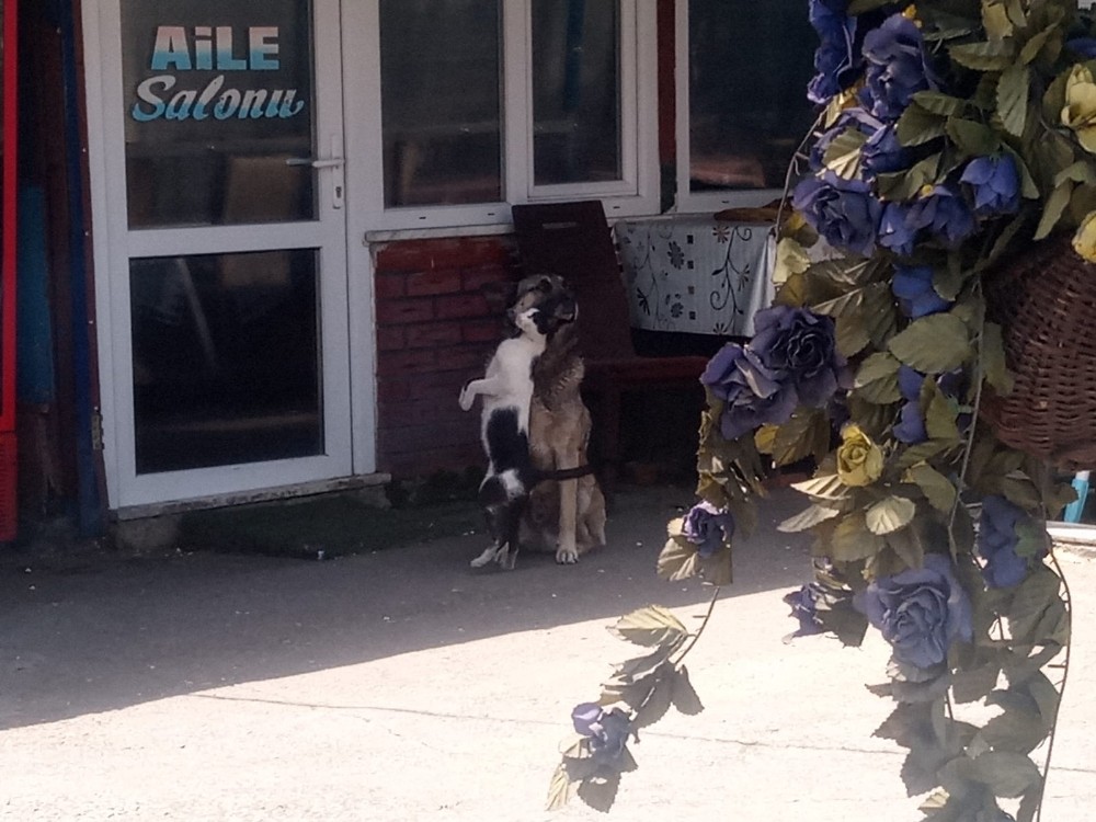 Kedi ve köpeğin dostluğu şaşırttı 