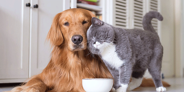 Kedi ve köpek sahipleri dikkat! Yasal süre doluyor