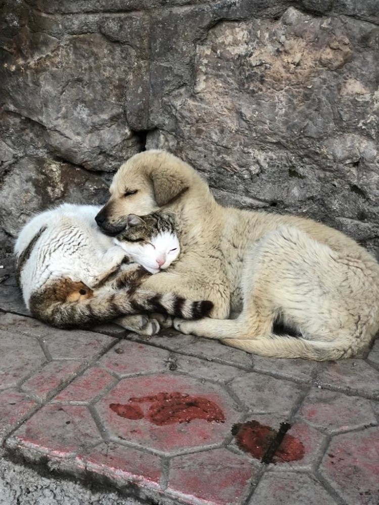 Kedi ve köpek sevgisi duygulandırdı 