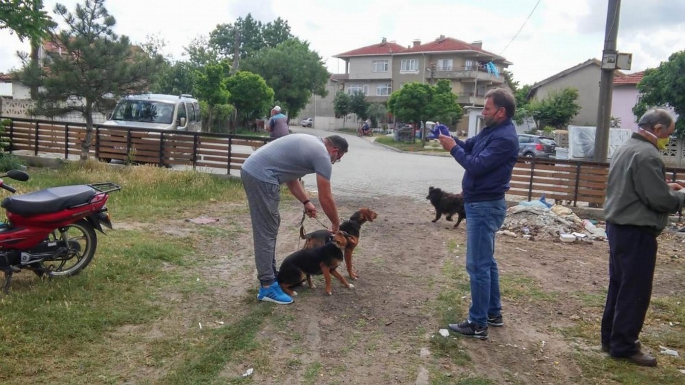 Kedi ve köpeklere kuduz aşısı yapıldı 