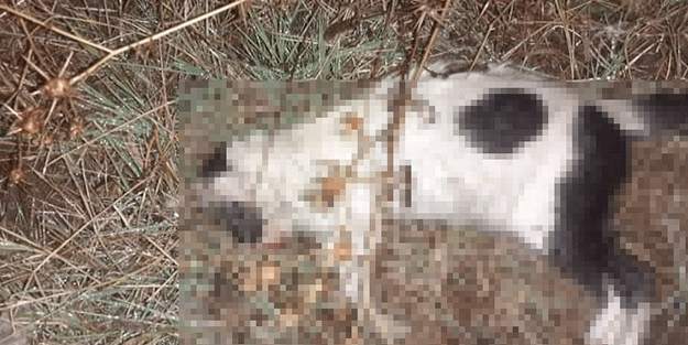 Kedi ve köpeklerin zehirlendiği iddiası ilçe sakinlerini ayağa kaldırdı!