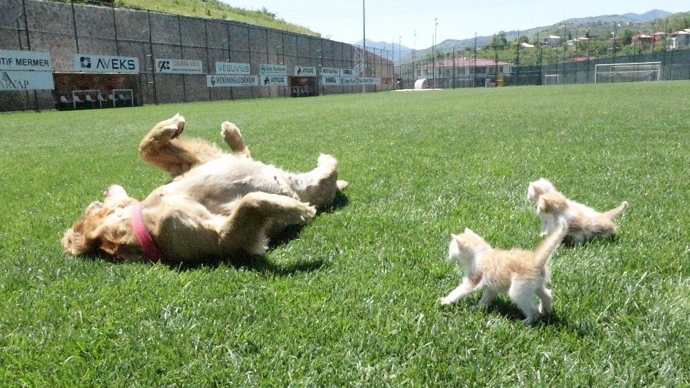 Kedi yavrularına annelik yapıyor 