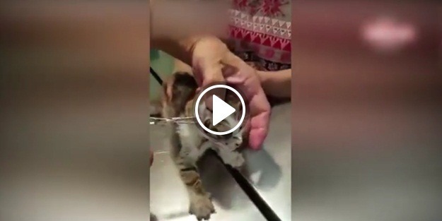 Kediden çıkan parazite çok şaşıracaksınız!