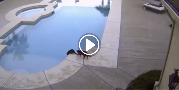 Kediden 'eşşek şakası'