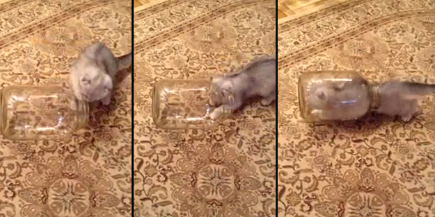 Kediden inanılmaz hareket!../VİDEO