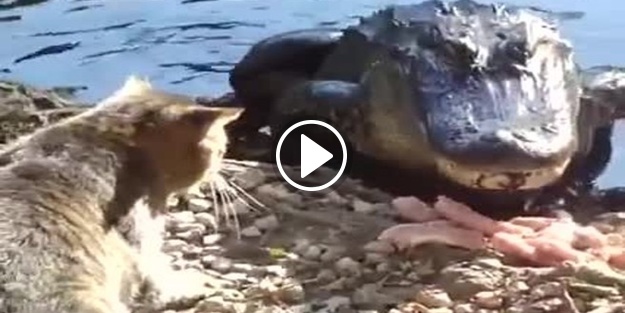 Kediden şaşırtan cesaret!