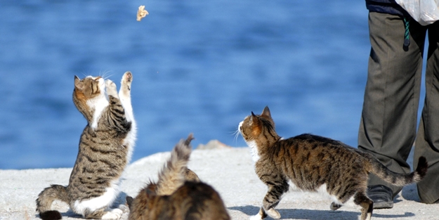 Kedi beslemek sünnet midir?