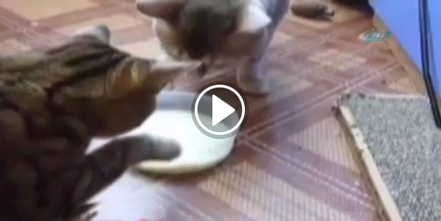Kediler adeta birbiriyle yarıştı!