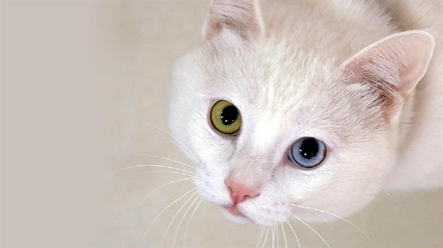 Kediler de köpekler kadar zeki olabilir