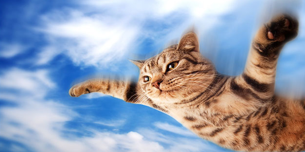 Kediler gerçekten de dört ayak üstüne düşüyor mu yoksa bunu insanlar mi uydurdu?