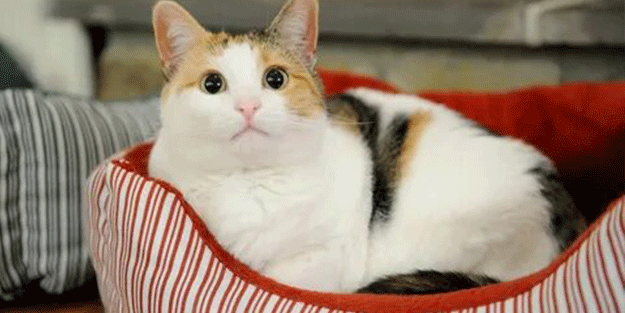 Kediler gerçekten de şizofrene yakalanma riskimizi iki katına mı çıkarıyor?