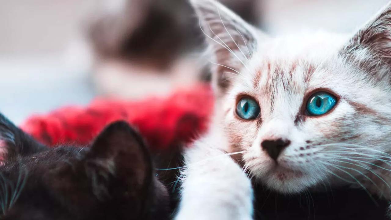 Kediler, kelimeleri hızlı öğreniyor: Bebekler daha yavaş! Araştırma