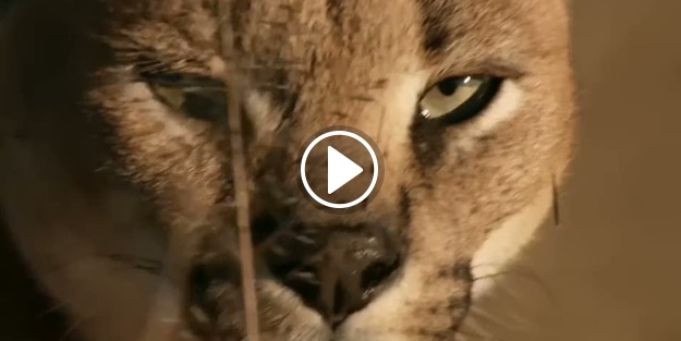 Kediler nasıl dört ayak üstüne düşer?