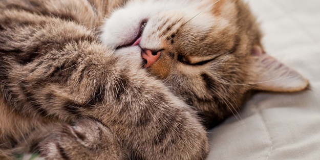 Kediler rüya görür mü?