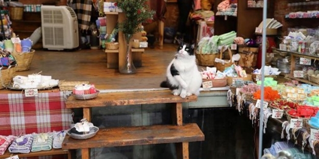 Kediler şehri 'İstanbul'