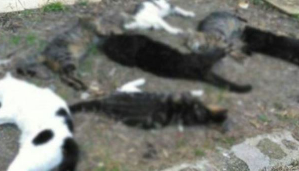 Canilik... Kediler toplu zehirlenmiş halde bulundu