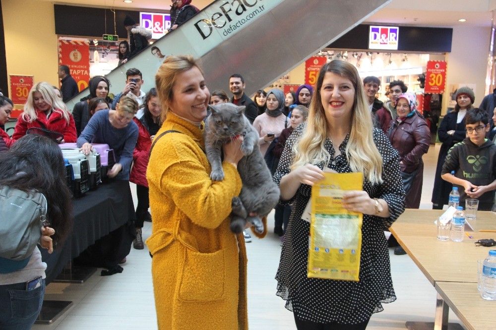 Kediler yarıştı, engelli kediler ilgi odağı oldu 