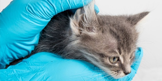 Kedilerde mantar tedavisi: Kedilerde mantar enfeksiyonu neden olur, nasıl geçer? Kedilerde mantar belirtileri