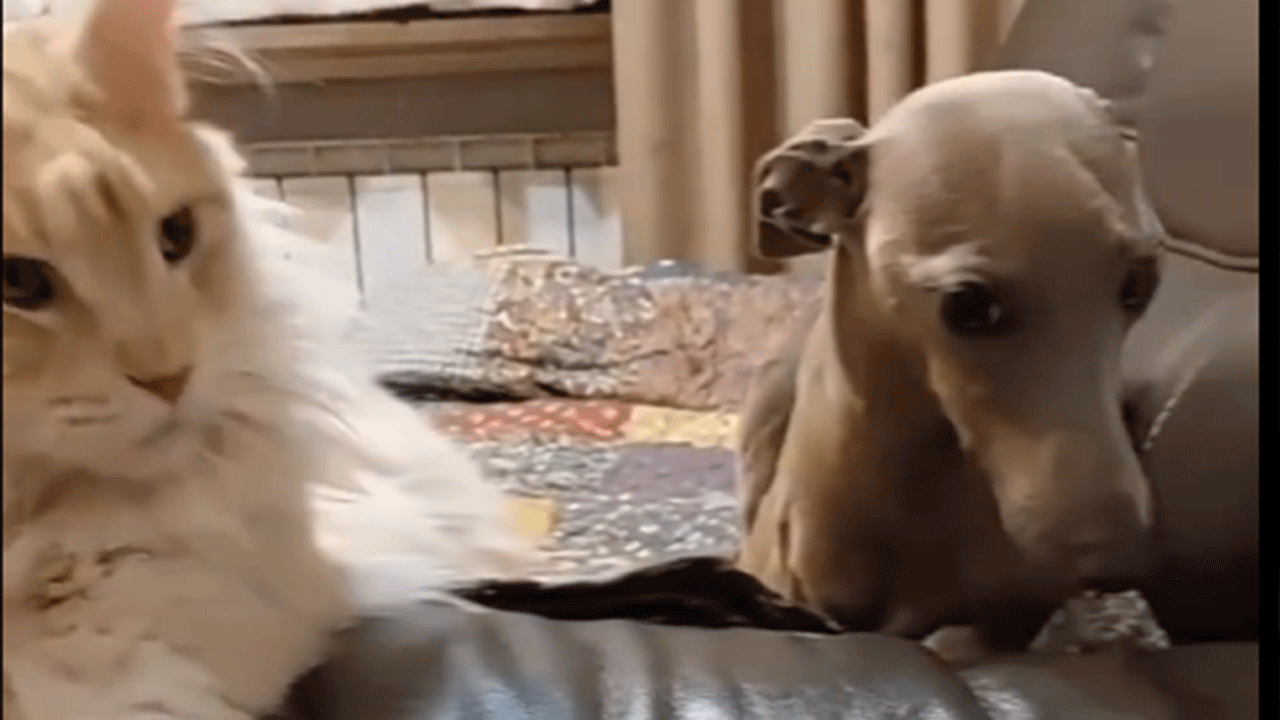 Kedilerden korkan köpekler gülmekten kırıp geçirdi!