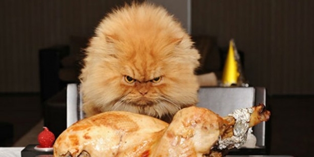 Kedilerden korkutan görüntüler - FOTO