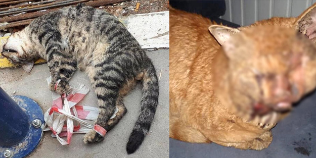 Kedilere kezzap ve asit döken şüpheli para cezasıyla yırttı!