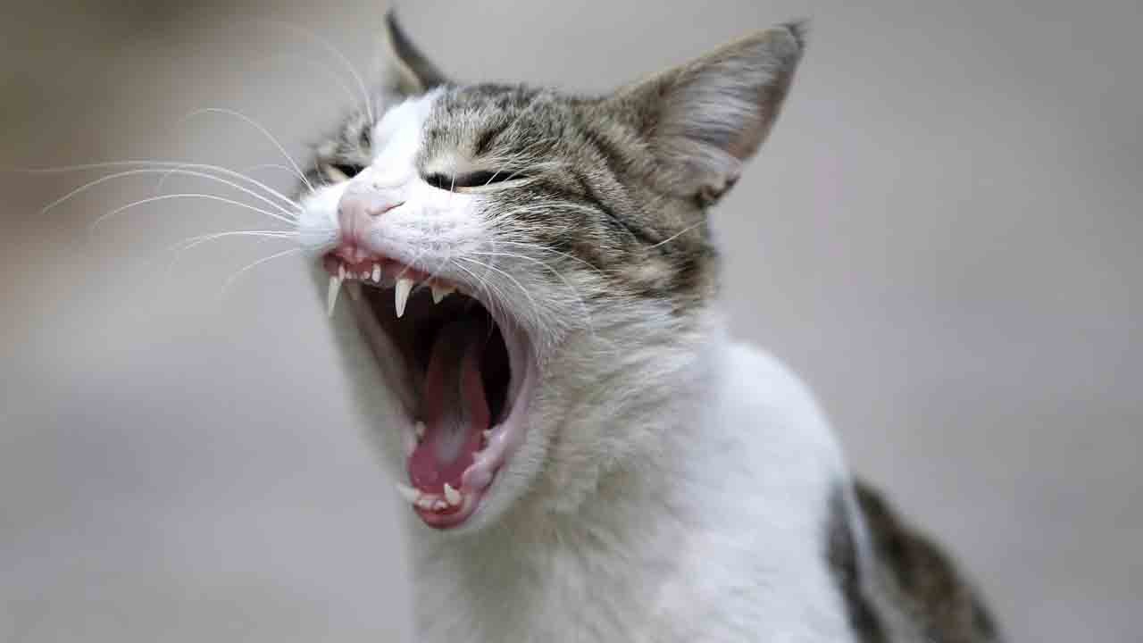 Kedileri ezdi, cezası barınak: 1 ay hayvanlarla çalışacak