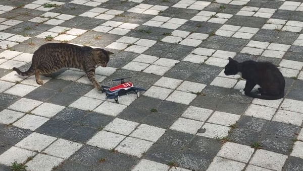 Kedilerin dronla imtihanı