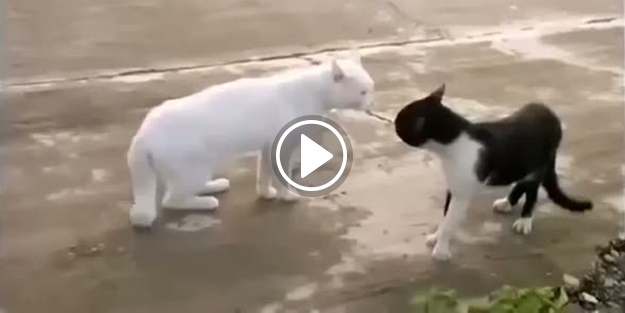 Kedilerin en komik halleri