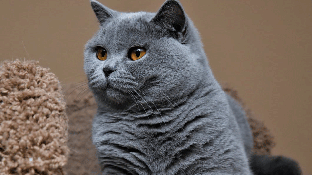 Kedilerin gizli özelliği ortaya çıktı! Bildiklerinizi unutun!