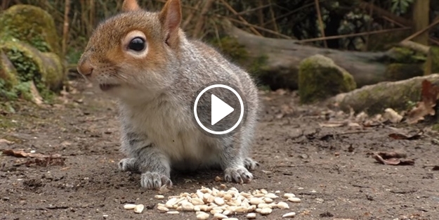 Kedilerin gözünü kırpmadan izlediği film