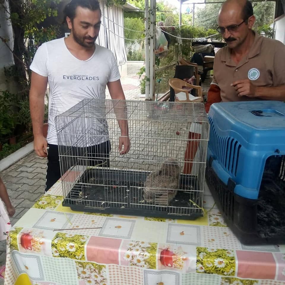 Kedilerin saldırdığı baykuş kurtarıldı 