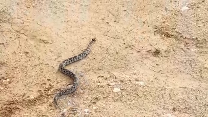Kedilerin saldırısına uğrayan Şeritli Engerek doğal yaşam alanına kavuşturuldu 