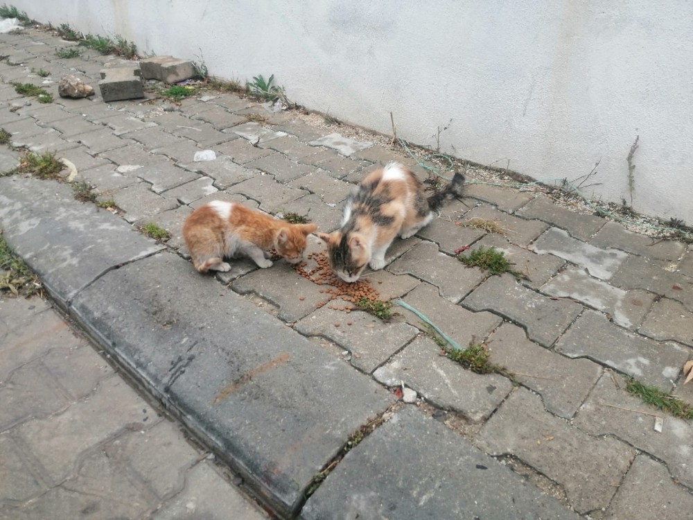 Kedilerin zehirlenerek telef edildiği iddiası 