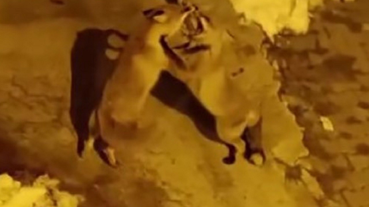 Kedilerinin maması tilkilere yaramadı