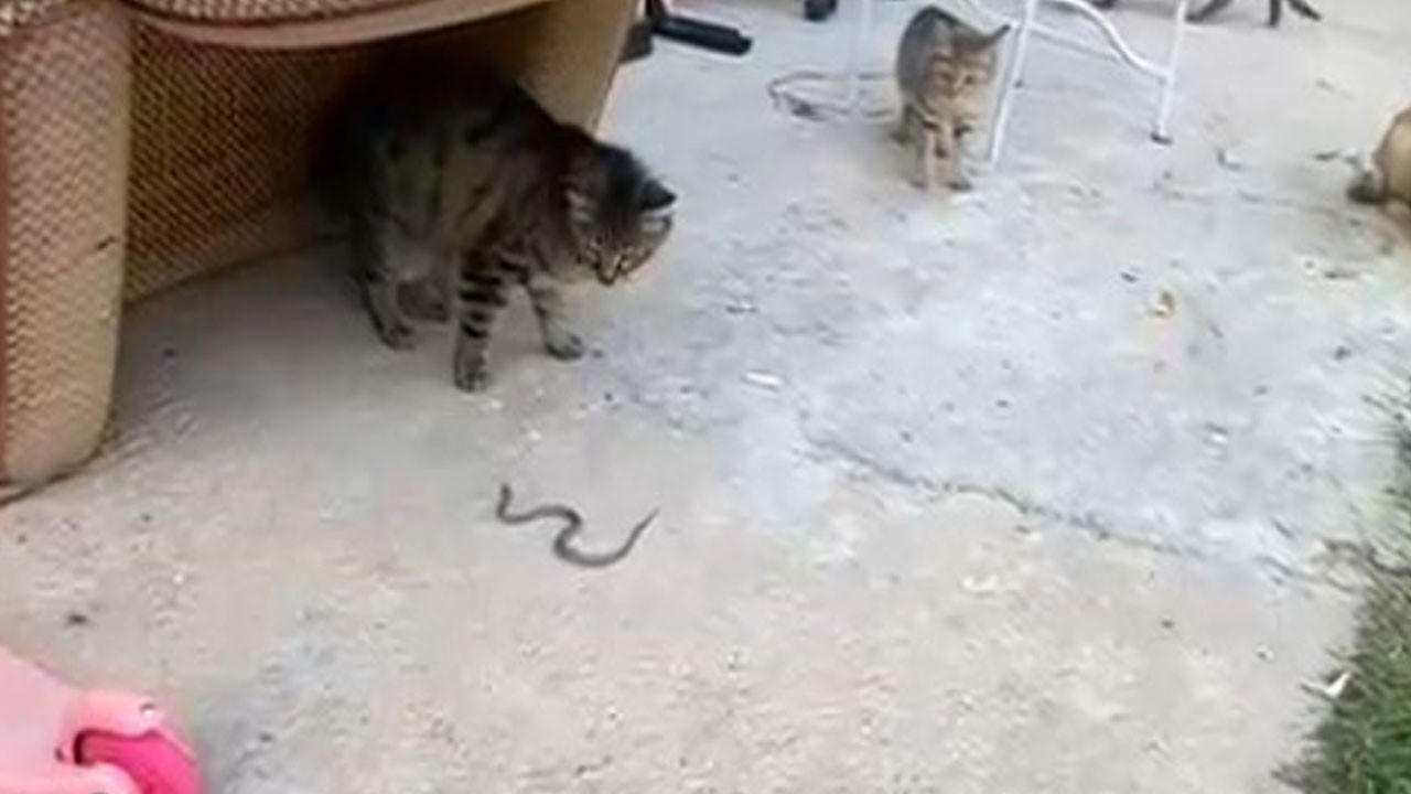 Kedilerle yavru yılanın karşılaşması kamerada!