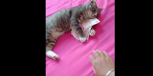 Kedinin para sevgisi görenleri güldürdü
