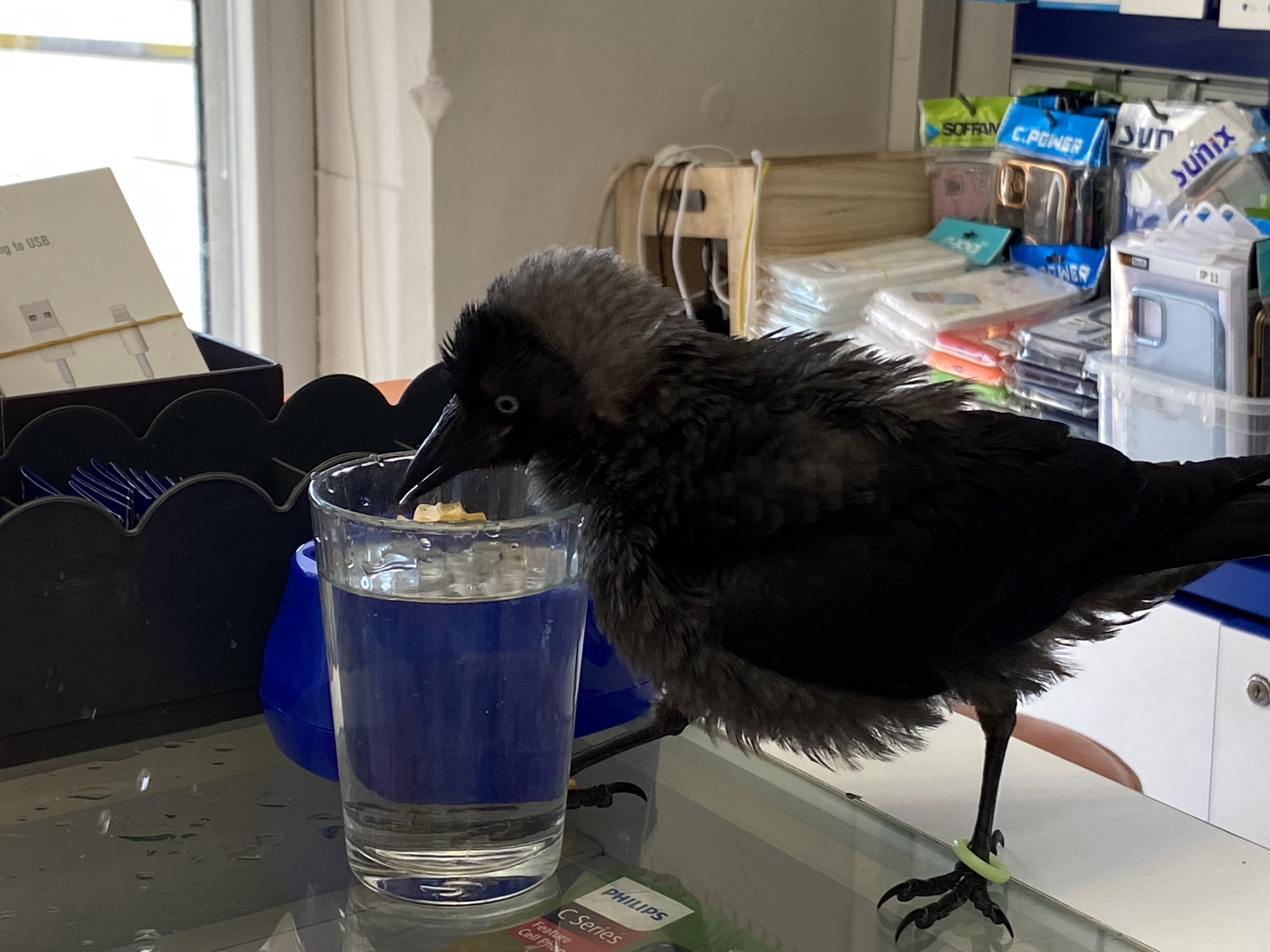 Kedinin ağzından aldıkları karga dostları oldu