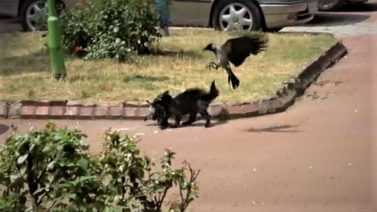Kedinin avladığı yavruyu kurtaramadılar 