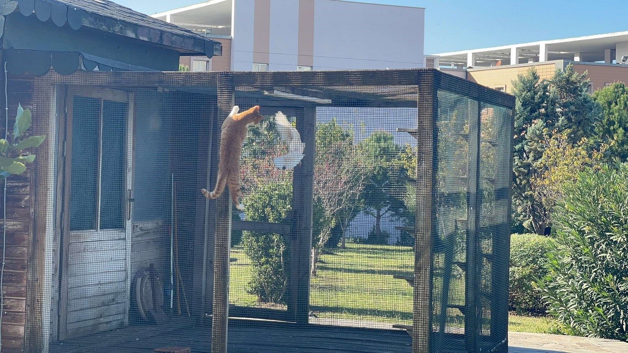 Kedinin azmi sınav stresini unutturdu!