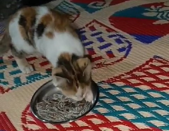 Kedinin çekirdek keyfi herkesi güldürdü